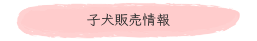 子犬販売情報