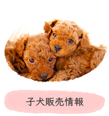 子犬販売情報